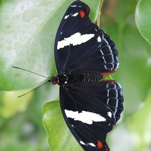female Blue-frosted Banner (Catonephele numilia)