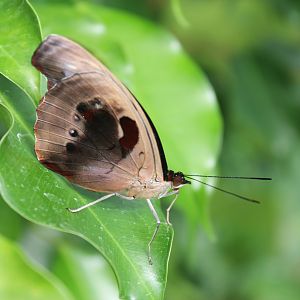 female Blue-frosted Banner (Catonephele numilia), underwing