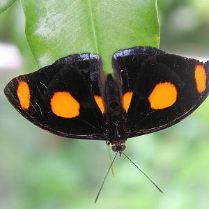 male Blue-frosted Banner (Catonephele numilia)
