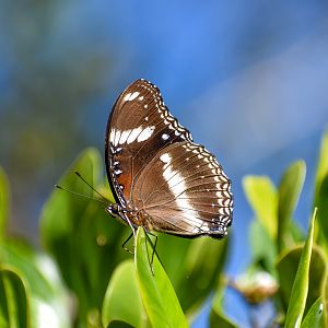 Common Eggfly