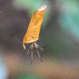 Leaf-curling Spider