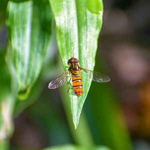 Hoverfly