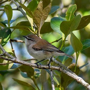 Mangrove Gerygone