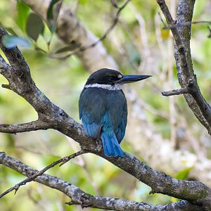 Torresian Kingfisher