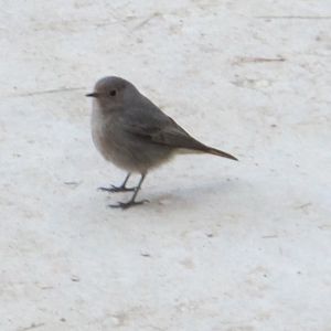 Unknown Bird - Barcelona - Feb 2012
