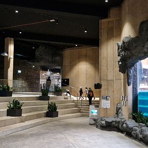 Elephants underwater viewing