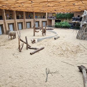 Asian Elephants indoor space
