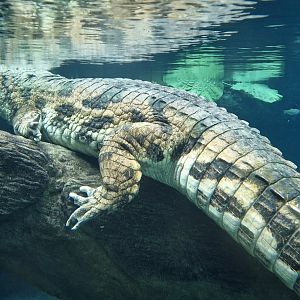 Kraken, the biggest Tomistoma in Europe