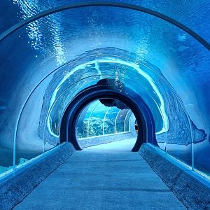 Shark tunnel