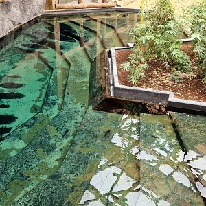 Elephant swimming pool