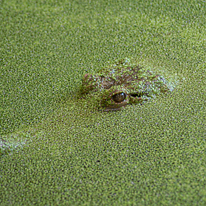 Concealed - COTW 2022