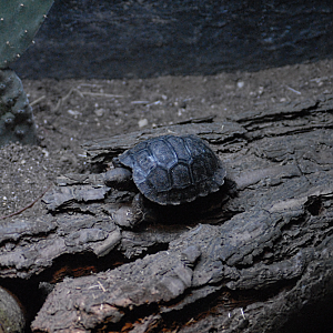 Galapagos Tortoise "Hatchling" - COTW 2022