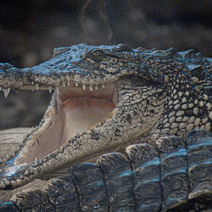 "Smile for the Camera!" - COTW 2022