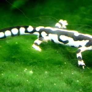 Emperor spotted newt; London Zoo; 27th May 2022