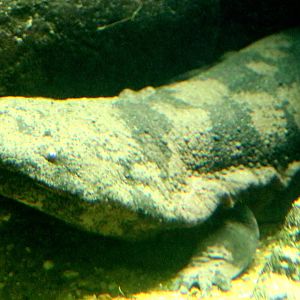 Chinese giant salamander; London Zoo; 27th May 2022