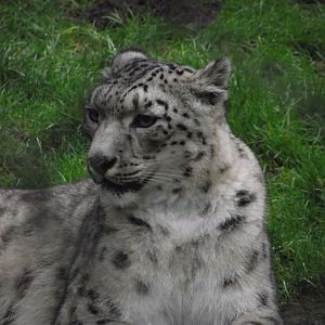 Snow Leopard - Zooparc de Beauval - 01/2022