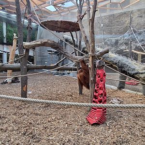 Sumatran Orangutan indoor, Sunda Islands, Orientarium