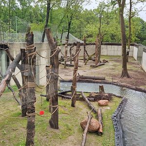 Sumatran Orangutan/ Visian Warty Pigs