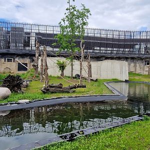 Sumatran Orangutan outdoor