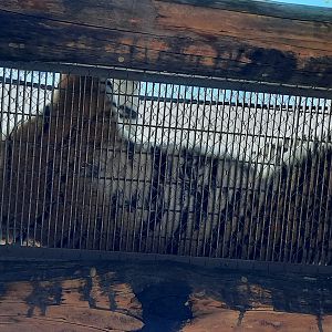 Amur Tiger Above Path