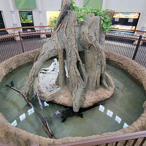 May. 2022 - Reptile House - Newly Renovated Chinese Alligator Exhibit