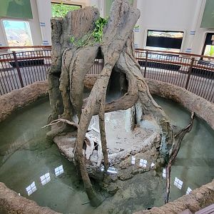 May. 2022 - Reptile House - Newly Renovated Chinese Alligator Exhibit
