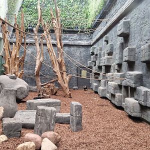 Lion-tailed Macaque exhibit