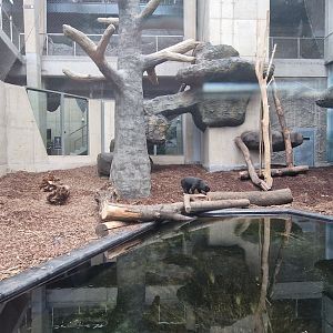 Sun Bear indoor exhibit