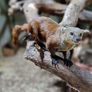 Ring-tailed Vontsira