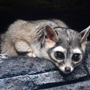 May. 2022 - Night Hunters - Ringtail