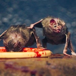 May. 2022 - Night Hunters - Vampire Bats
