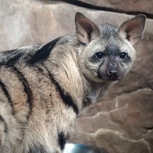 May. 2022 - Night Hunters - Aardwolf