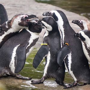 May. 2022 - African Penguin Point - African Penguins