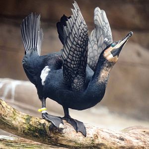 May. 2022 - African Penguin Point - White-breasted Cormorant