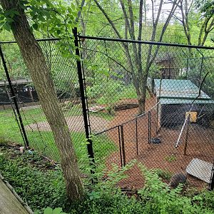 May. 2022 - Temporary Bennett's Wallaby Exhibit (Former White Lion)