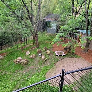May. 2022 - Temporary Bennett's Wallaby Exhibit (Former White Lion)