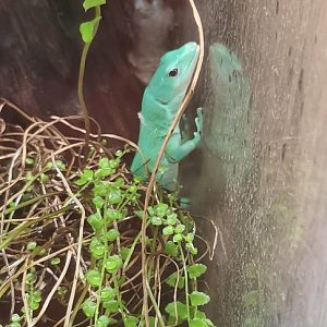 Green keel-bellied lizard (Gastropholis prasina)