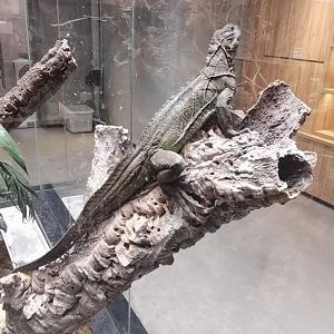 Philippine sailfin dragon (Hydrosaurus pustulatus)