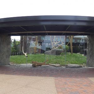 African Lion Viewing Area, Pepper Family Wildlife Center - May 2022