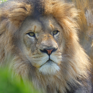 Jabari, Male African Lion, Pepper Family Wildlife Center - May 2022