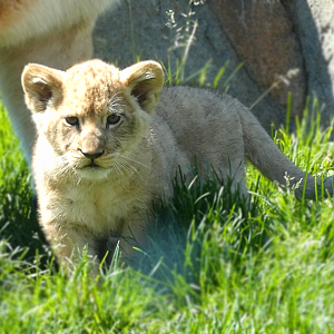 Baby Lion Cub Pilipili, Pepper Family Wildlife Center - May 2022