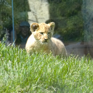 Baby Lion Cub Pilipili, Pepper Family Wildlife Center - May 2022