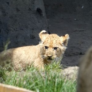 Baby Lion Cub Pilipili, Pepper Family Wildlife Center - May 2022