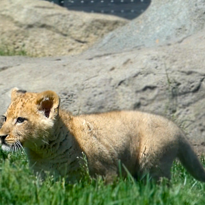 Baby Lion Cub Pilipili, Pepper Family Wildlife Center - May 2022