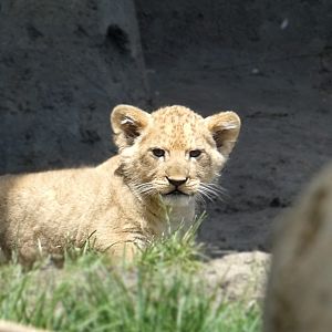 Baby Lion Cub Pilipili, Pepper Family Wildlife Center - May 2022