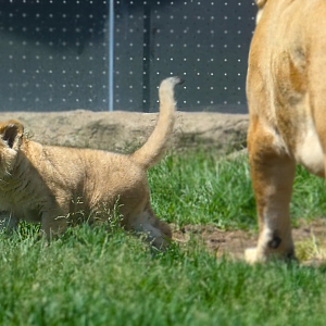 Baby Lion Cub Pilipili, Pepper Family Wildlife Center - May 2022