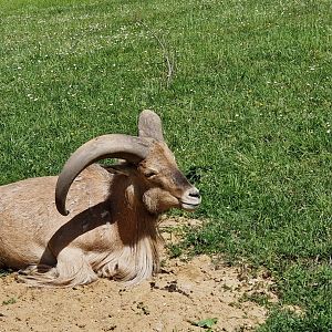 Libyan barbary sheep