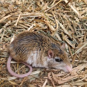 Dwarf gerbil