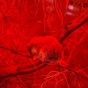 Forest African dormouse