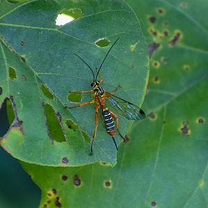 Yellow-banded Ichneumon Wasp (Echthromorpha agrestoria)